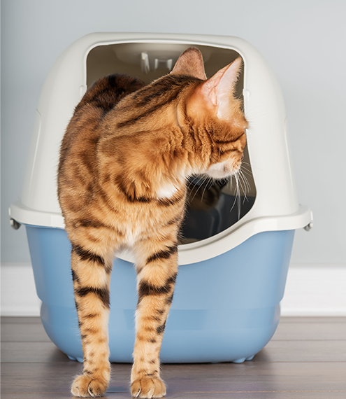 cómo acostumbrar a mi gato al guacal